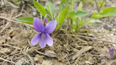 隨手記錄《野花》