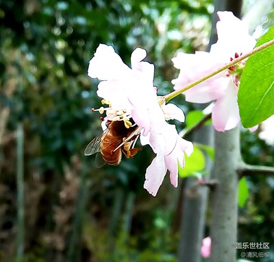 蜜蜂與垂絲海棠