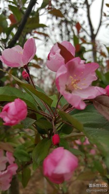 一兩枝