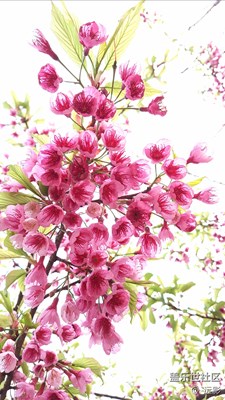 懶無氣力仍春醉，睡起精神欲曉妝。。