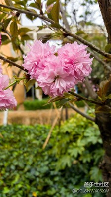 昆明花開