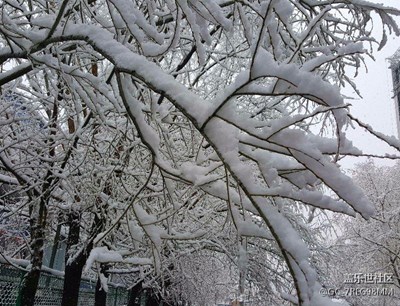 春雪