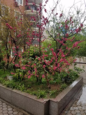 春暖花開(kāi)