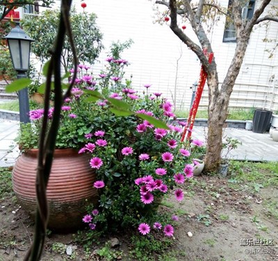 庭院花壇
