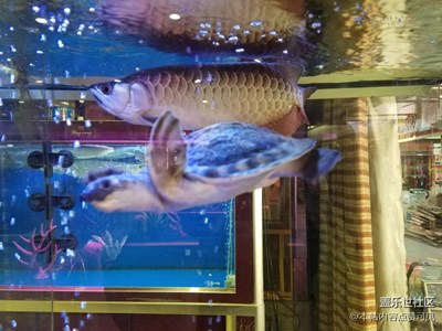 魚魚魚