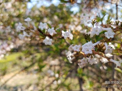 花團(tuán)錦簇