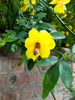 蜂戲迎春