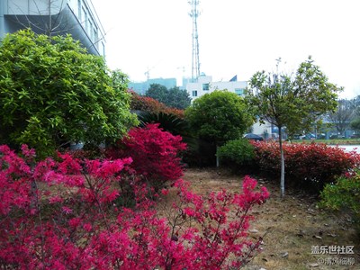 紅榧照庭院
