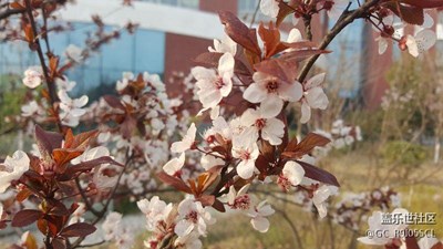 花??
