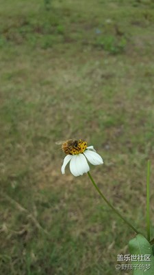 蜜蜂采花蜜