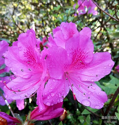 陽光雨露紅杜鵑
