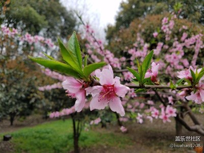 春天來了，好像也只能拍花