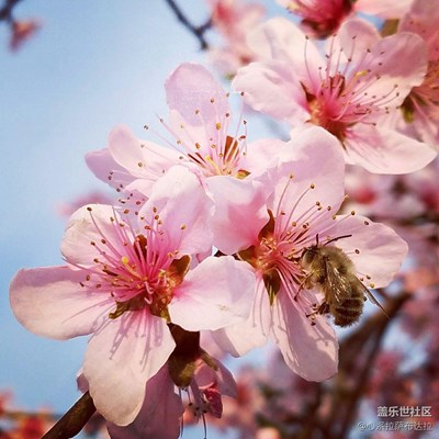 桃花朵朵開(kāi)