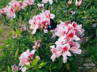 蓮花山公園山的花兒