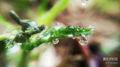 雨隨春雷珠隨雨