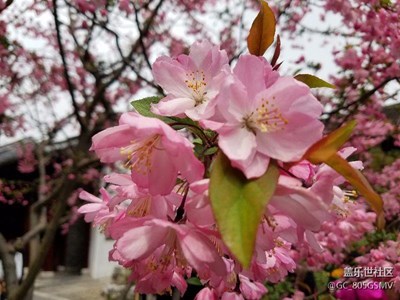 煙花三月下楊州