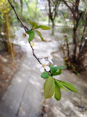 春色滿園
