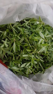 【2013-04-01】??美味之柳樹(shù)芽?jī)??