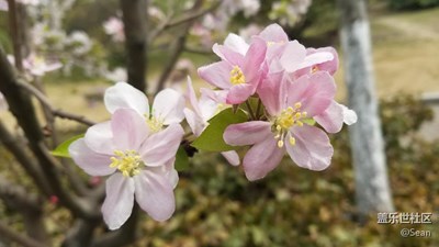 顧村公園