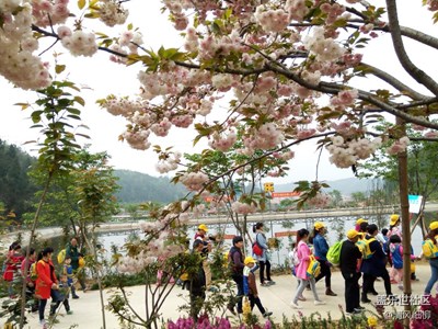 盛世櫻花品幽樂(lè)谷品嘗