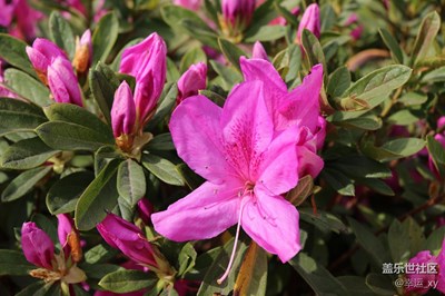 杜鵑花