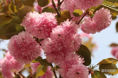櫻花