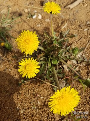 小花一株