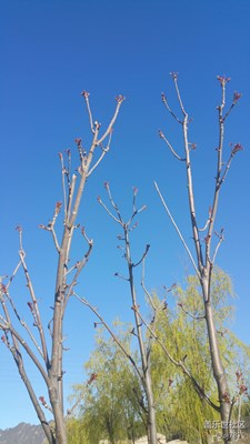 【2016-04-03】香椿樹(shù)??