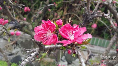 踏春進行時