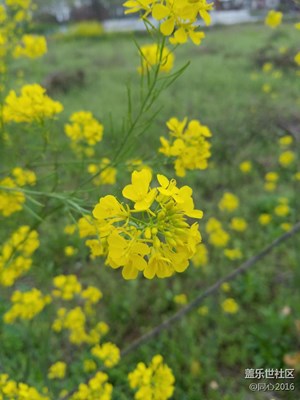 油菜花