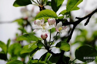 蘋果花