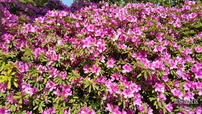 杜鵑花
