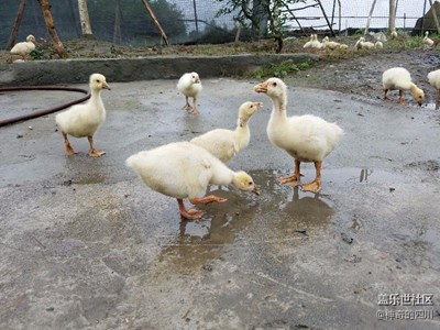 寵物