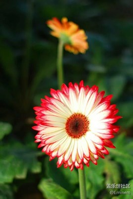 【奇花異草】