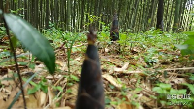 雨后的春筍，茂密的竹林，尋找心靈的歸宿