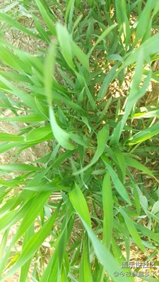 小麥