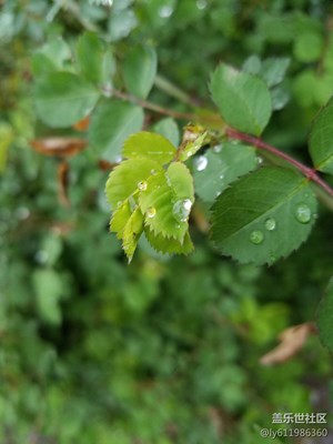 雨露