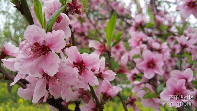 雖然g9208依然沒(méi)有更新，但是也不能失去對(duì)生活的熱愛(ài)