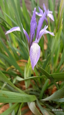 ??尾巴花
