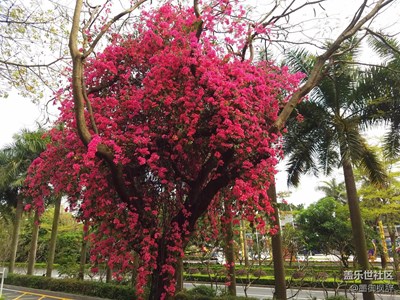 一棵開花的樹