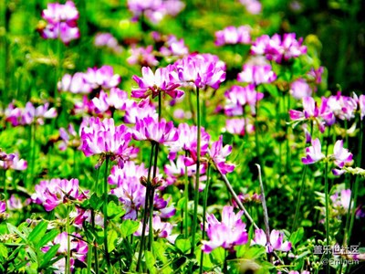 野花為誰開，爭芳斗艷