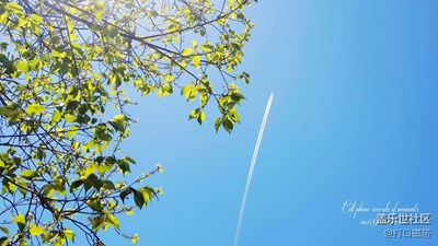 S6 花草隨拍