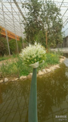 【2016-04-09】花？蔥？??