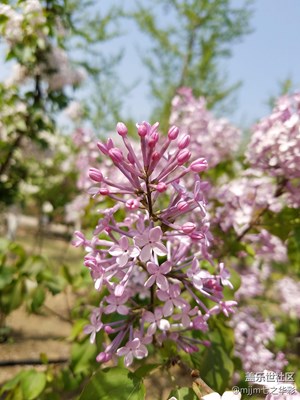 紫丁香。