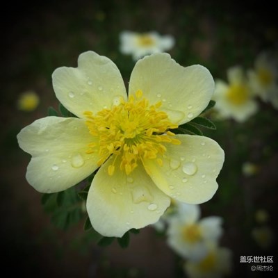 各種秀S7 窮學生感覺S5拍照也不錯啊