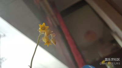 開花了