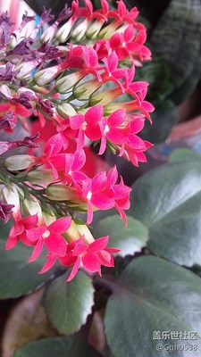無名小花