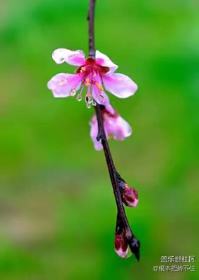 春暖花開——【花兒朵朵，紀(jì)念我的D800。】