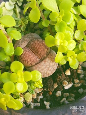 破殼的生石花