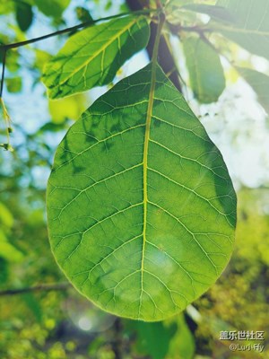 早，陽(yáng)光甚好